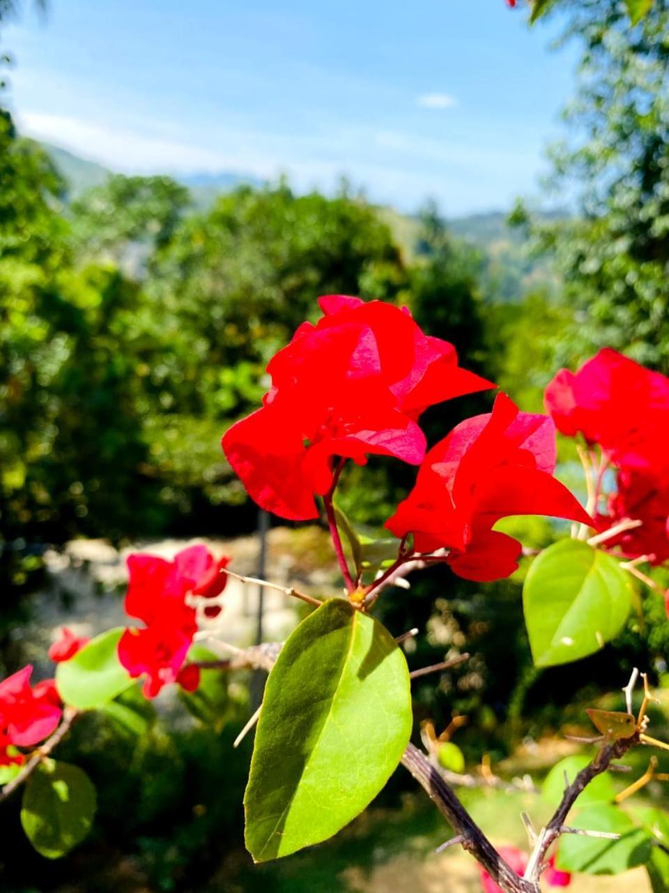 Blissful Haven Hotel Ела Екстериор снимка