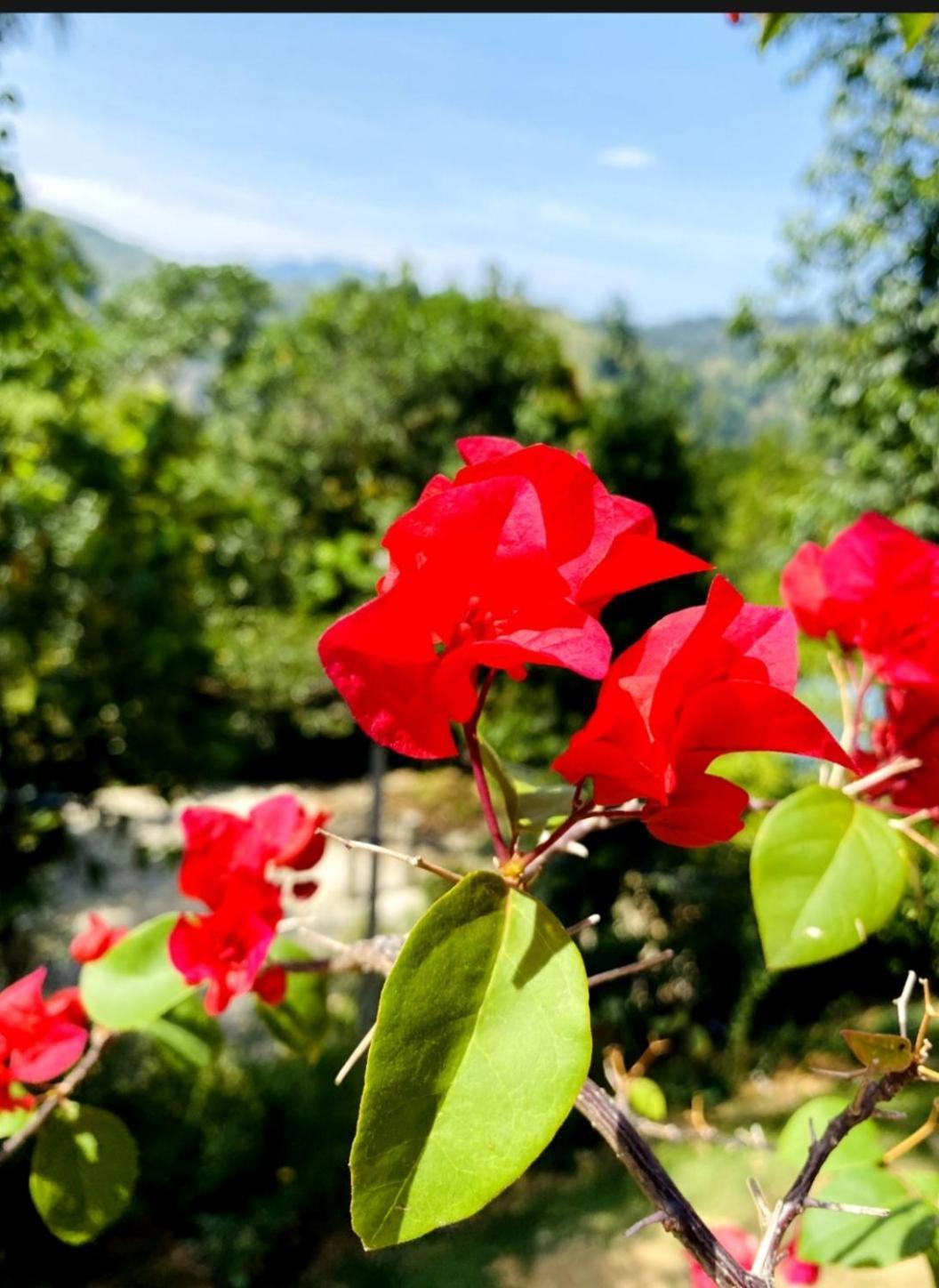 Blissful Haven Hotel Ела Екстериор снимка